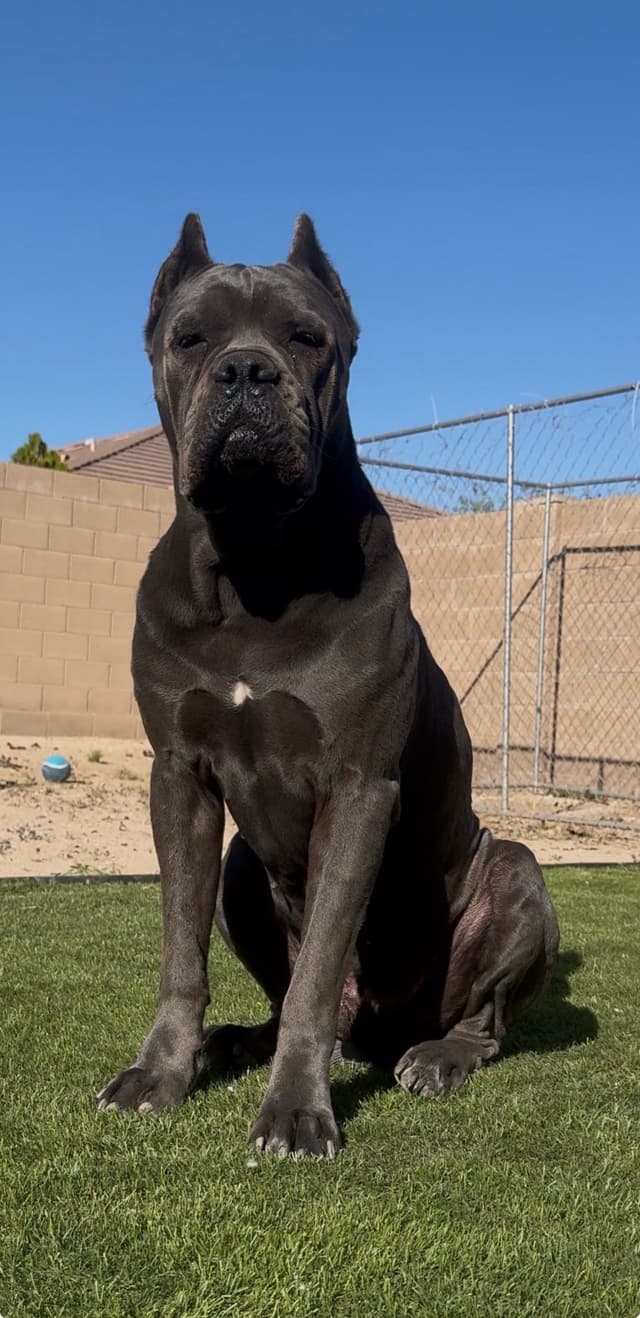 Cane Corso Puppies media 5