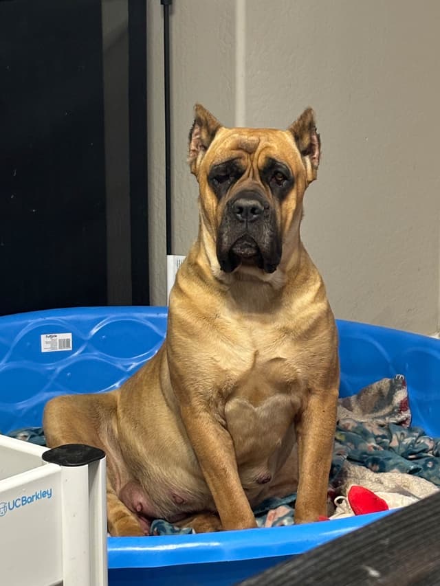 Cane Corso Puppies media 6