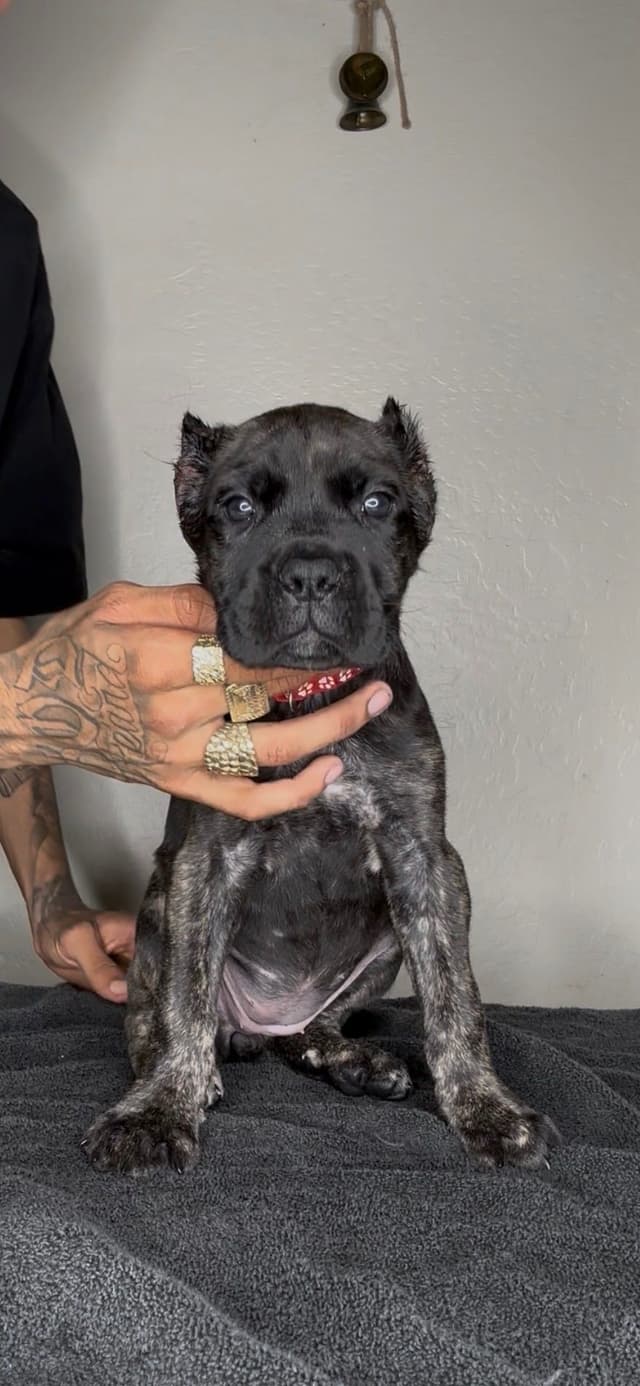 Cane Corso Puppies media 2