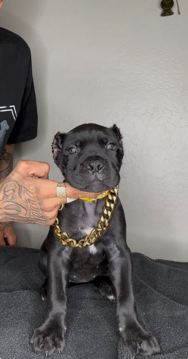 Cane Corso Puppies media 3