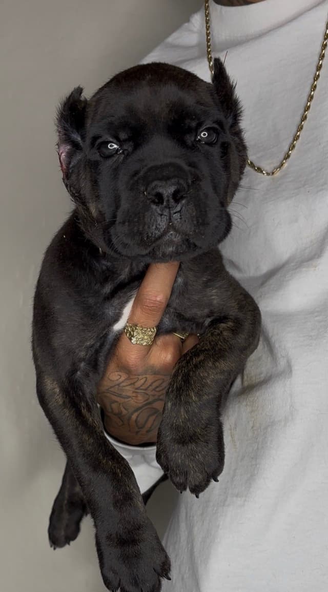 Cane Corso Puppies media 4