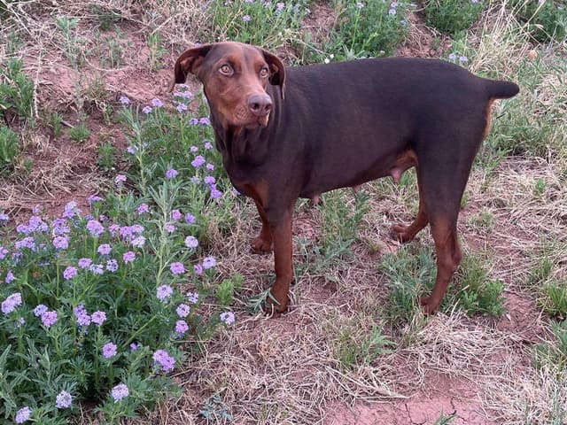 AKC EURO STANDARD NATURAL DOBERMANS FULL FOUNDATION TRAINED media 10