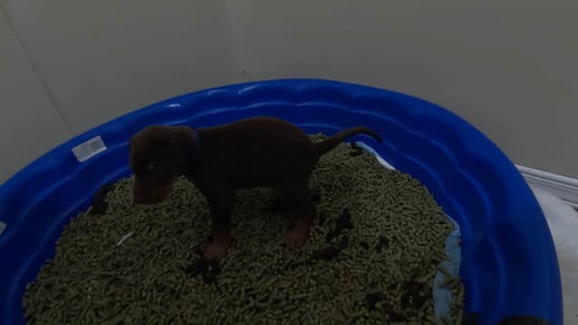 AKC EURO STANDARD NATURAL DOBERMANS FULL FOUNDATION TRAINED media 2