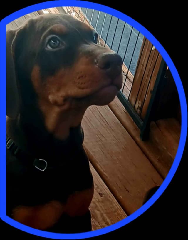 AKC EURO STANDARD NATURAL DOBERMANS FULL FOUNDATION TRAINED media 3