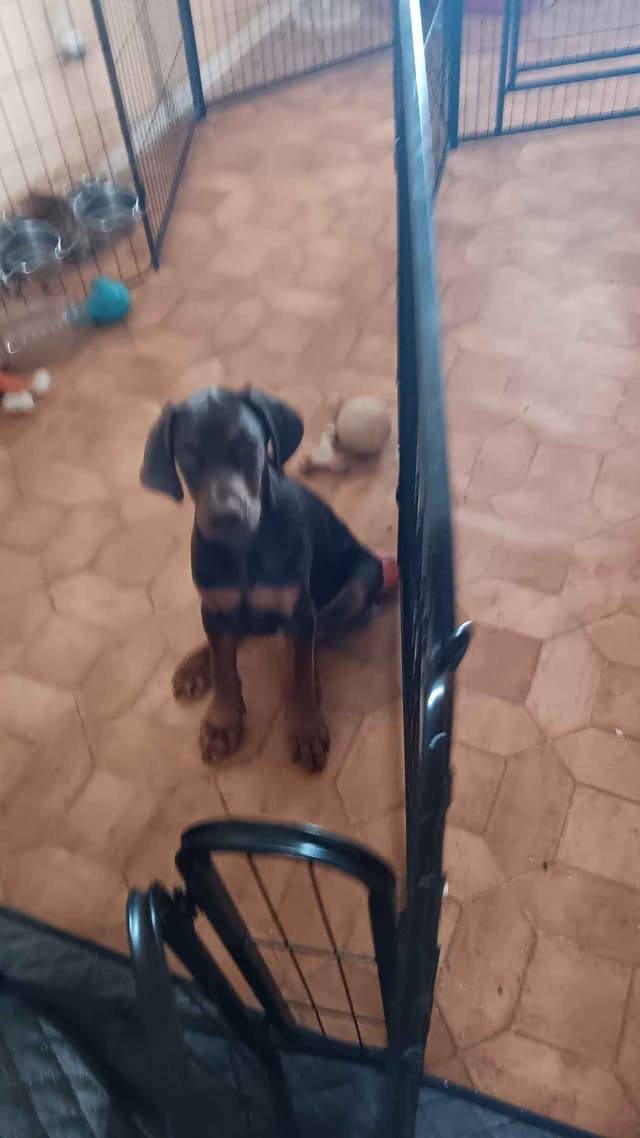 AKC EURO STANDARD NATURAL DOBERMANS FULL FOUNDATION TRAINED media 6
