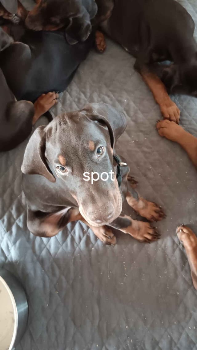 AKC EURO STANDARD NATURAL DOBERMANS FULL FOUNDATION TRAINED media 7