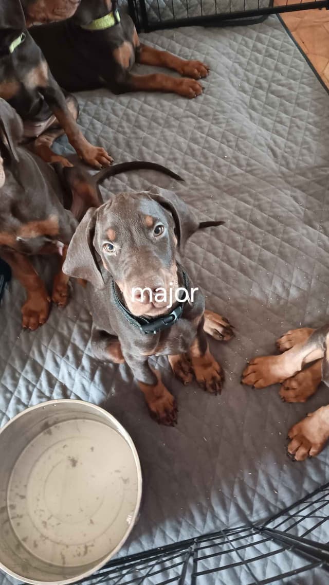AKC EURO STANDARD NATURAL DOBERMANS FULL FOUNDATION TRAINED media 8