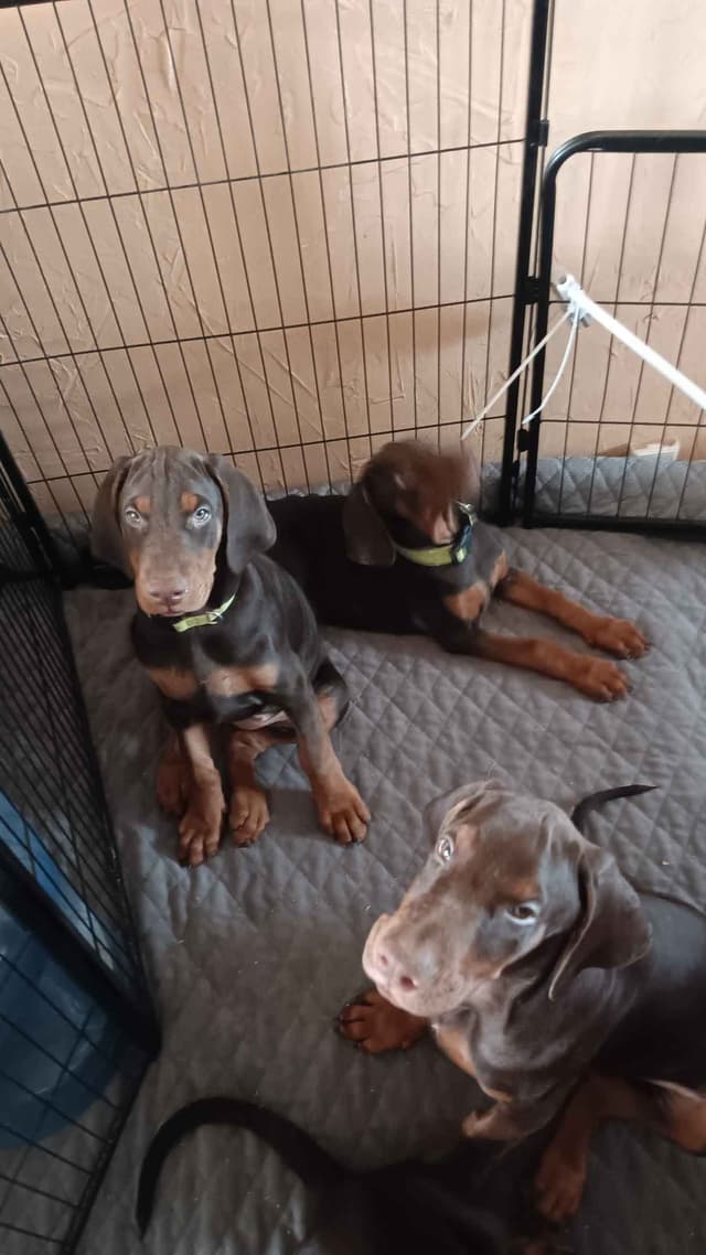 AKC EURO STANDARD NATURAL DOBERMANS FULL FOUNDATION TRAINED media 9
