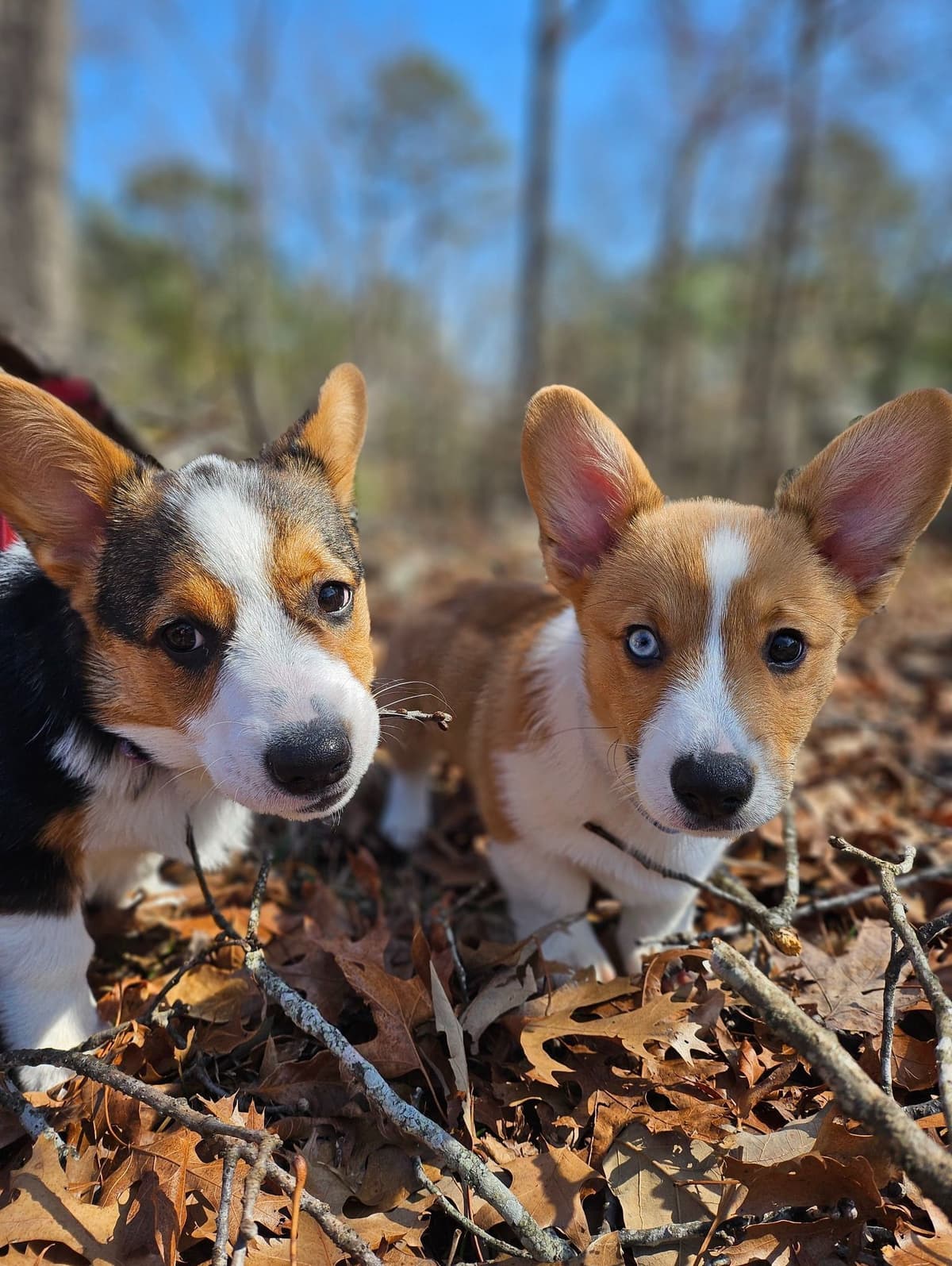 Pembroke Welsh Corgi Puppies breeder image 1