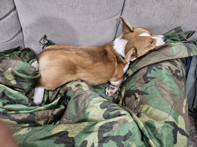 Pembroke Welsh Corgi Puppies media 2