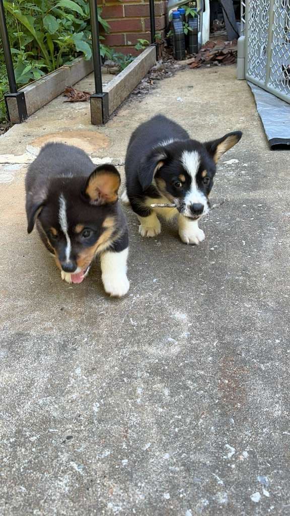 Pembroke Welsh Corgi Puppies media 5