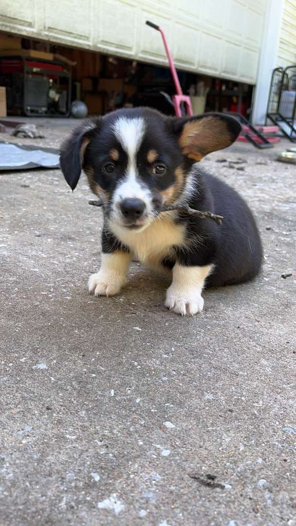 Pembroke Welsh Corgi Puppies media 6