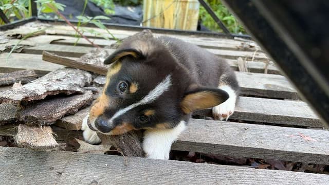 Pembroke Welsh Corgi Puppies media 7