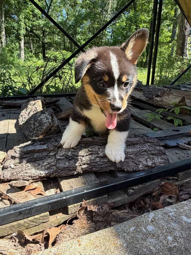 Pembroke Welsh Corgi Puppies media 8