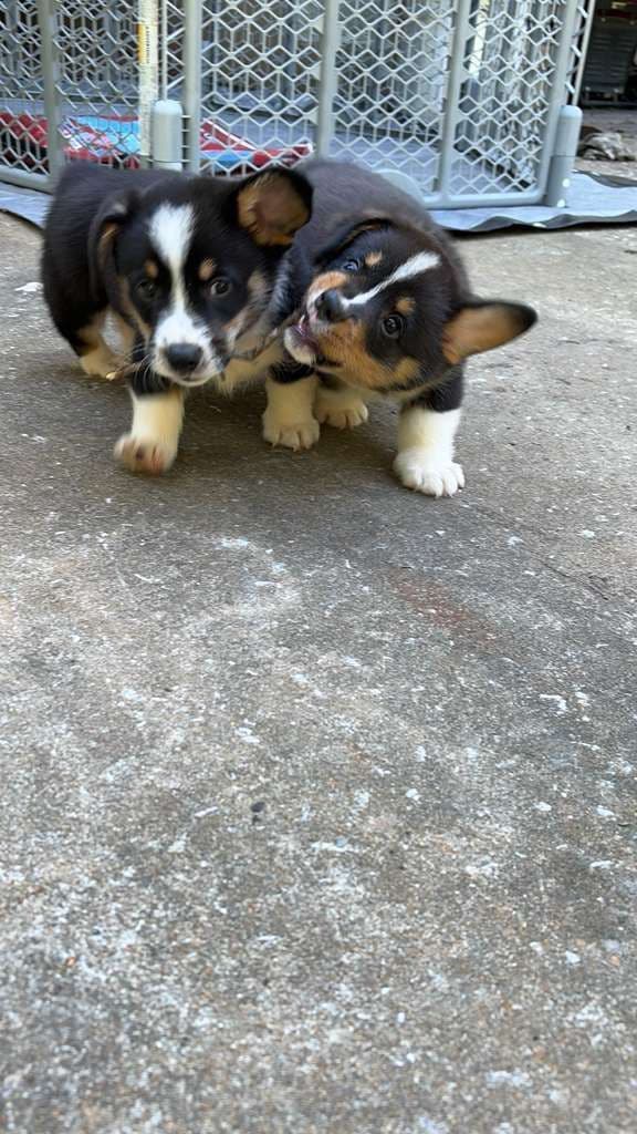 Pembroke Welsh Corgi Puppies media 9