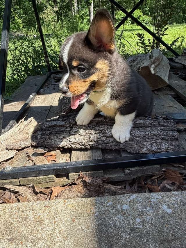 Pembroke Welsh Corgi Puppies media 10
