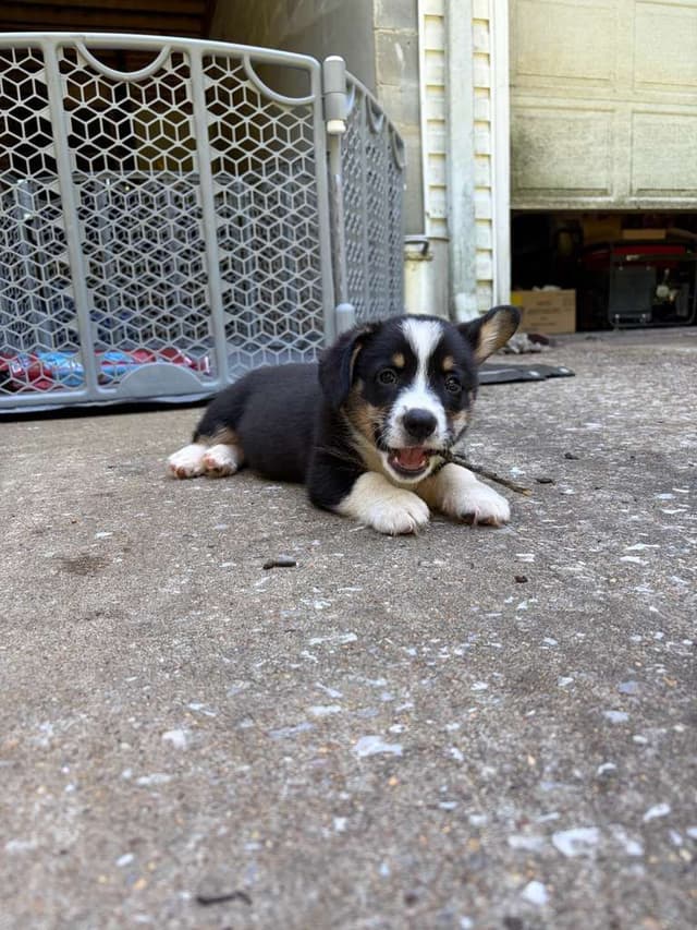 Pembroke Welsh Corgi Puppies media 11