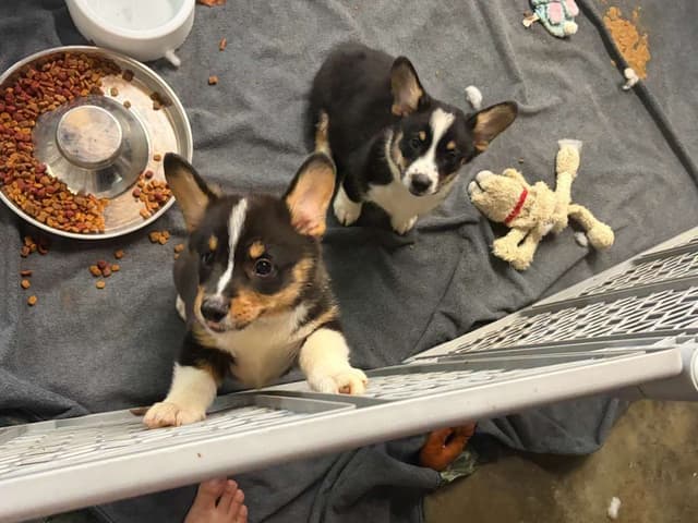 Pembroke Welsh Corgi Puppies media 12