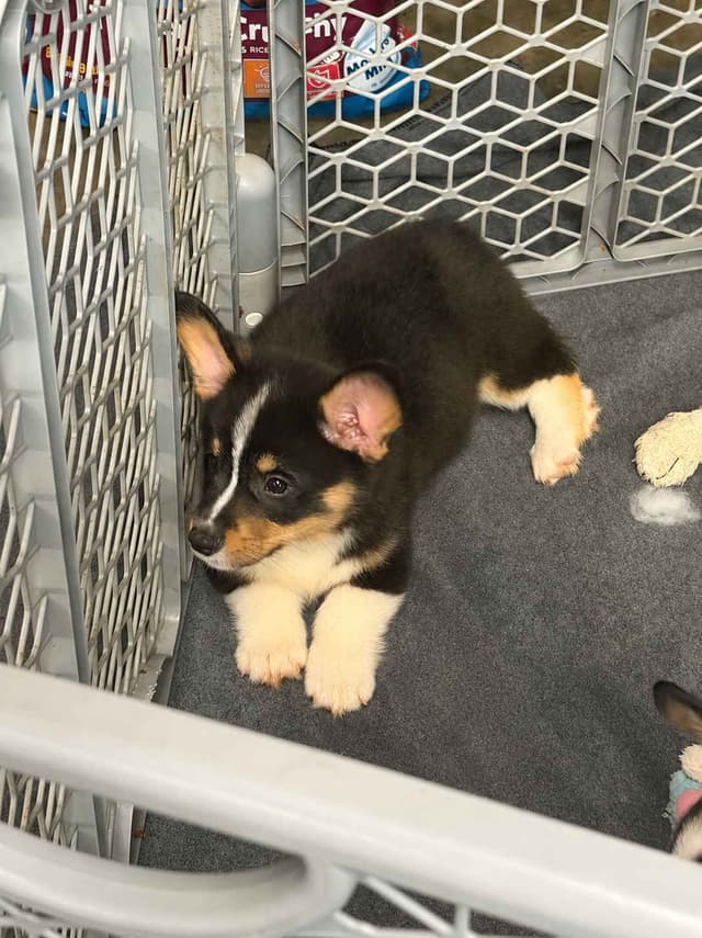 Pembroke Welsh Corgi Puppies media 13