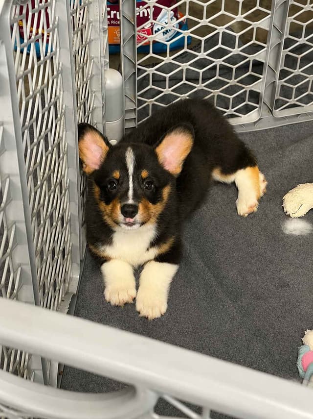 Pembroke Welsh Corgi Puppies media 14