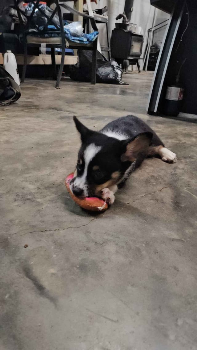 Pembroke Welsh Corgi Puppies media 16