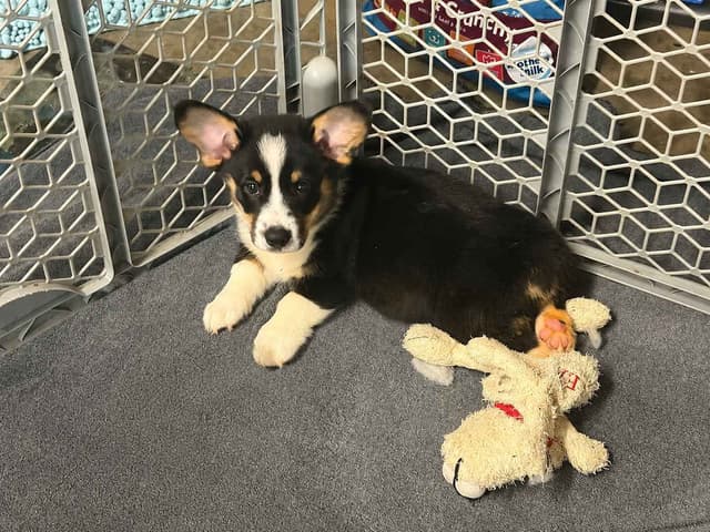 Pembroke Welsh Corgi Puppies media 17