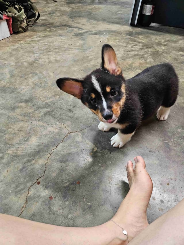 Pembroke Welsh Corgi Puppies media 18