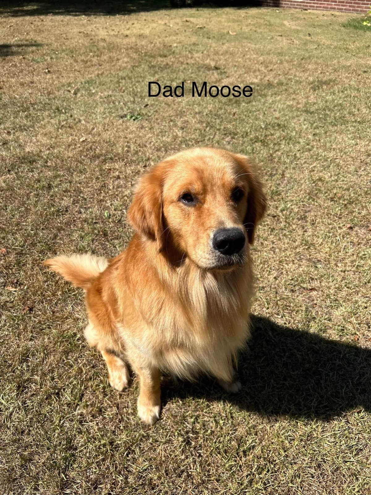 Golden Retriever Puppies breeder image 3