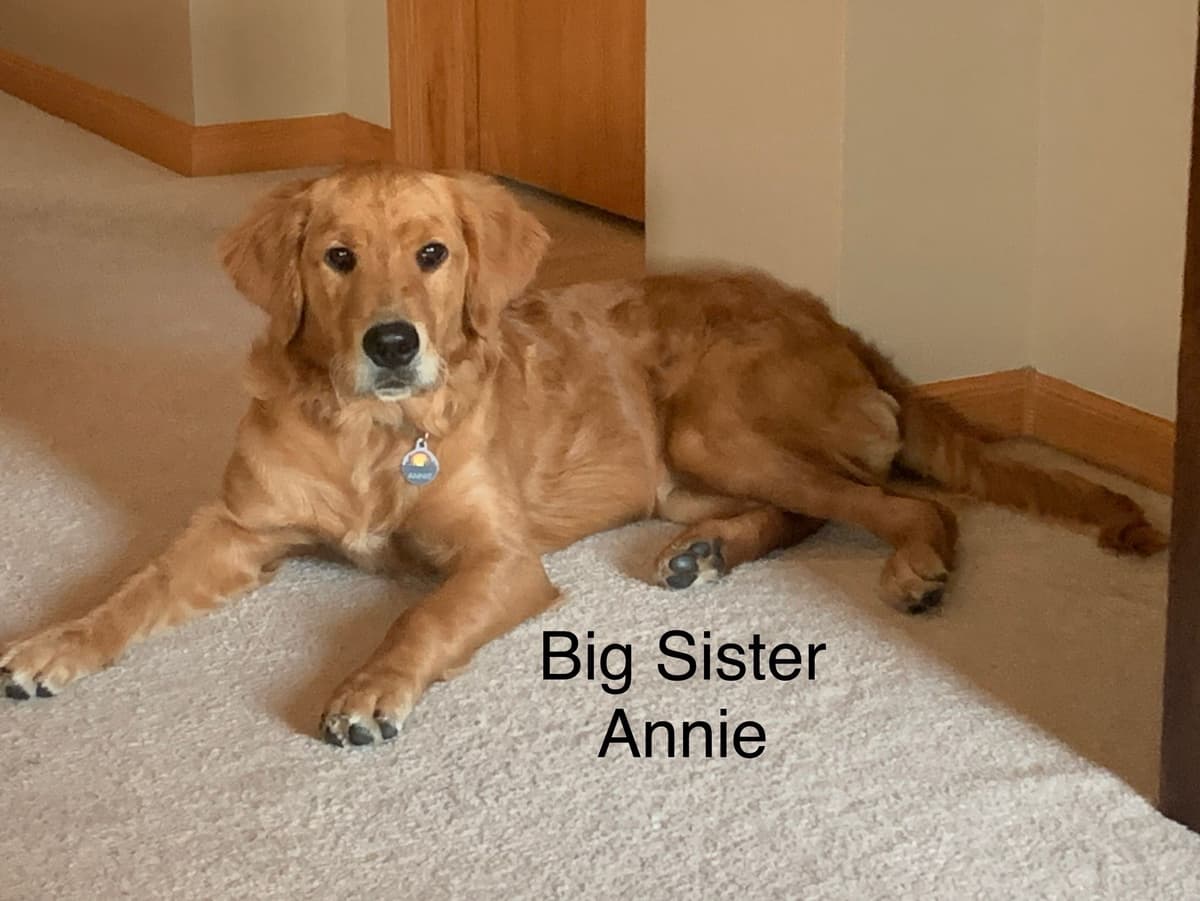 Golden Retriever Puppies breeder image 5