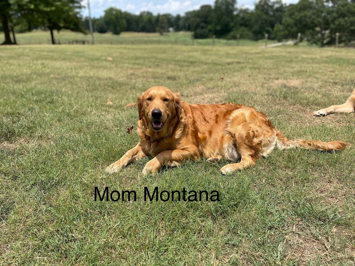 Golden Retriever Puppies breeder image 6