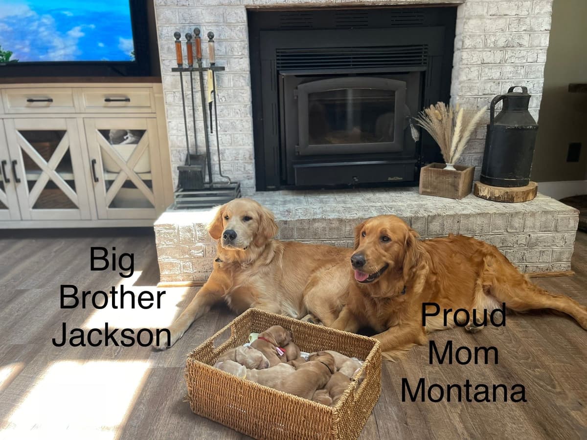 Golden Retriever Puppies breeder image 8