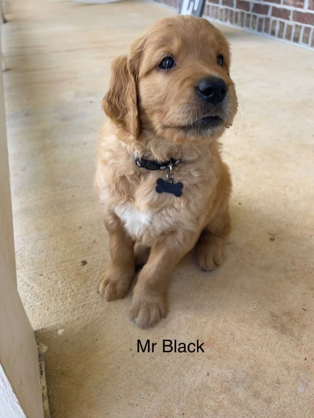 Golden Retriever Puppies media 2