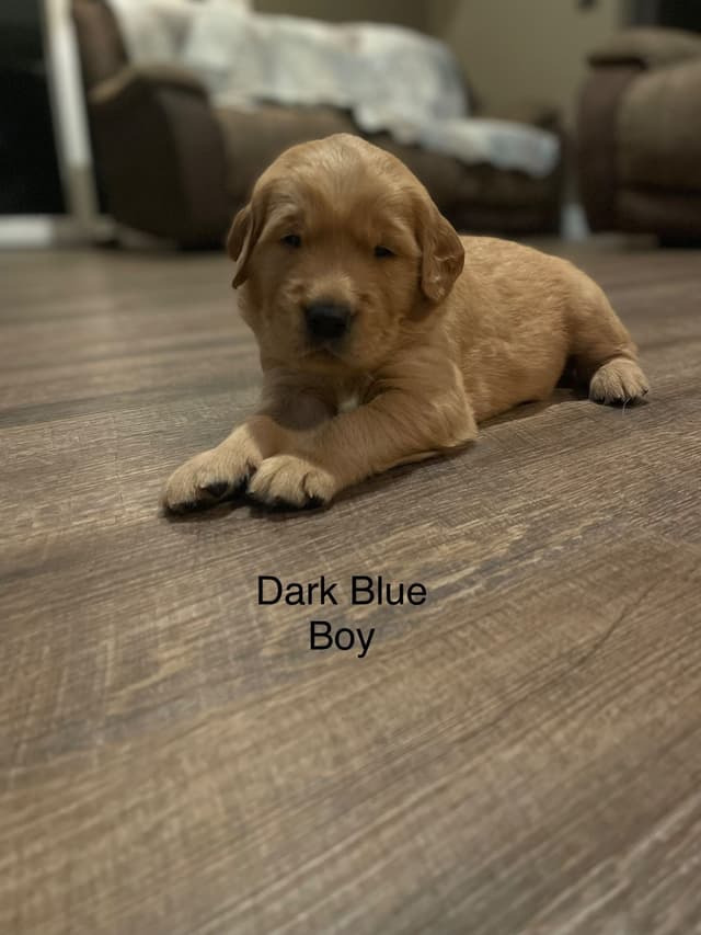 Golden Retriever Puppies media 3