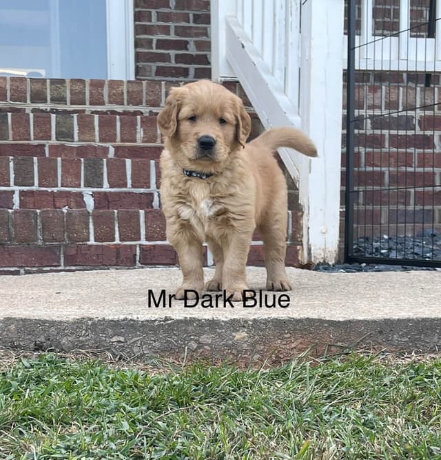 Golden Retriever Puppies media 5