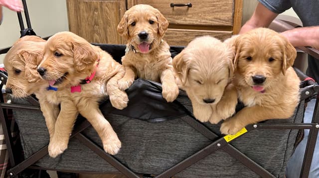 Golden Retriever Puppies media 6
