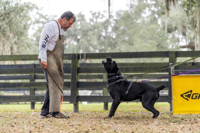 CH Dam Cane Corso Puppies media 2