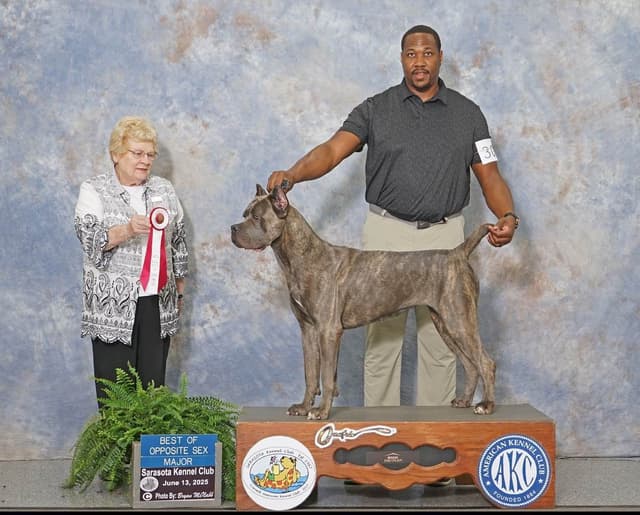 CH Dam Cane Corso Puppies media 3