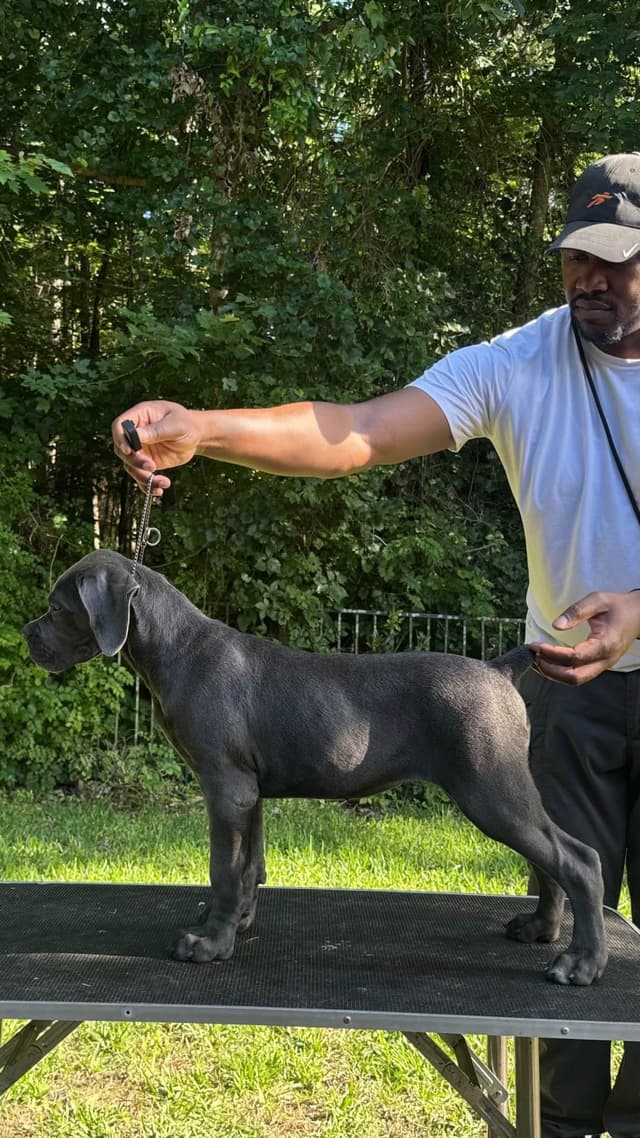 CH Dam Cane Corso Puppies media 4
