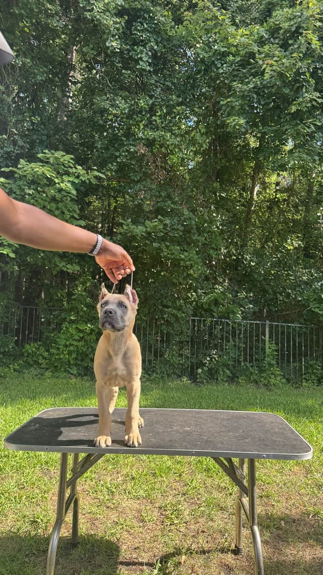 CH Dam Cane Corso Puppies media 5