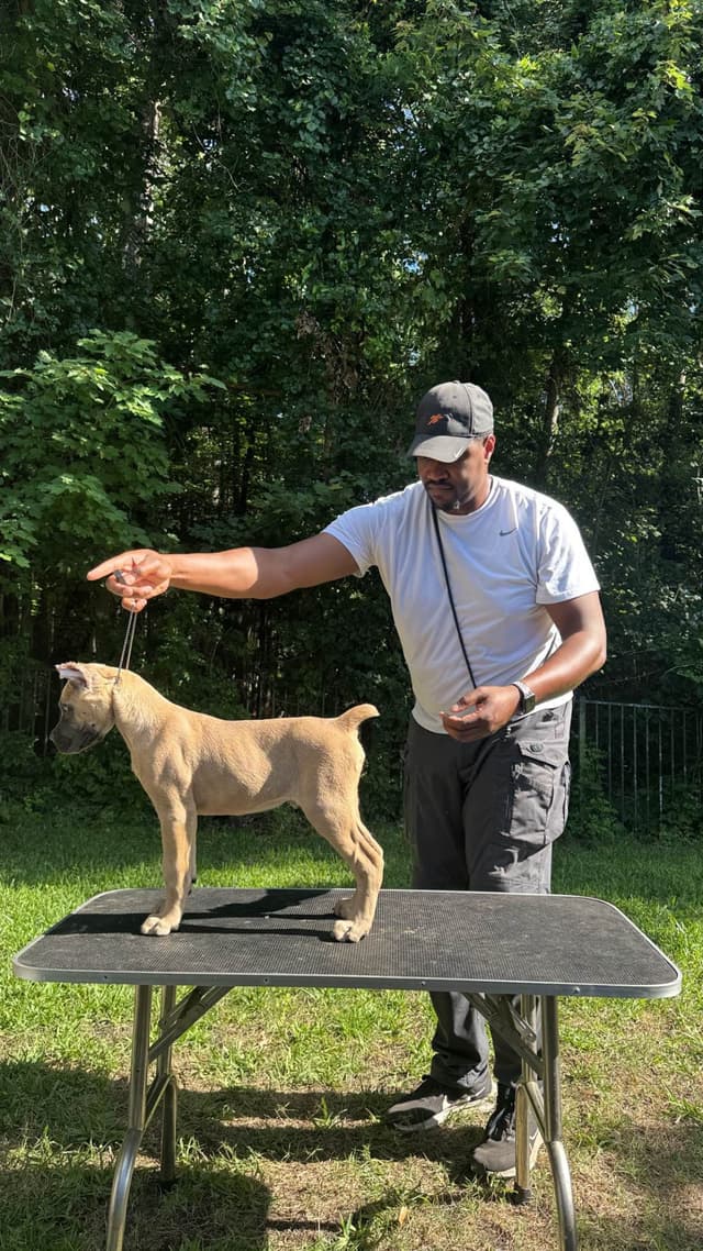 CH Dam Cane Corso Puppies media 6