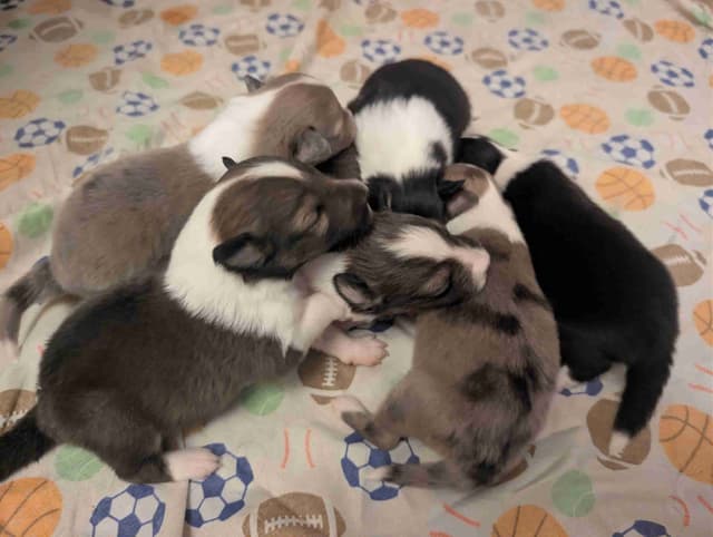 Shetland Sheepdog Puppies media 17