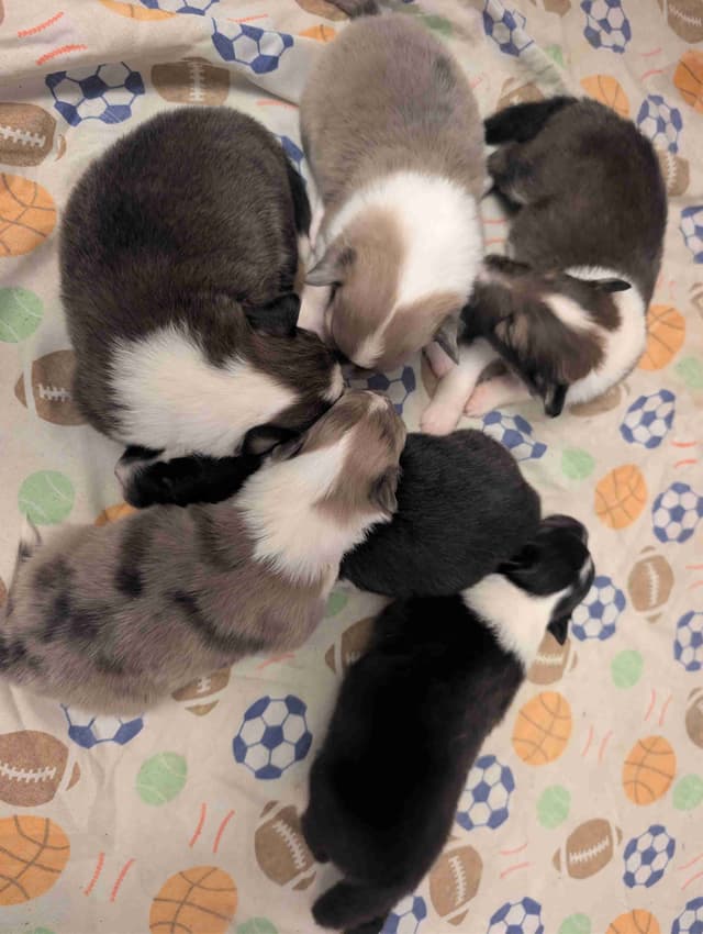 Shetland Sheepdog Puppies media 18