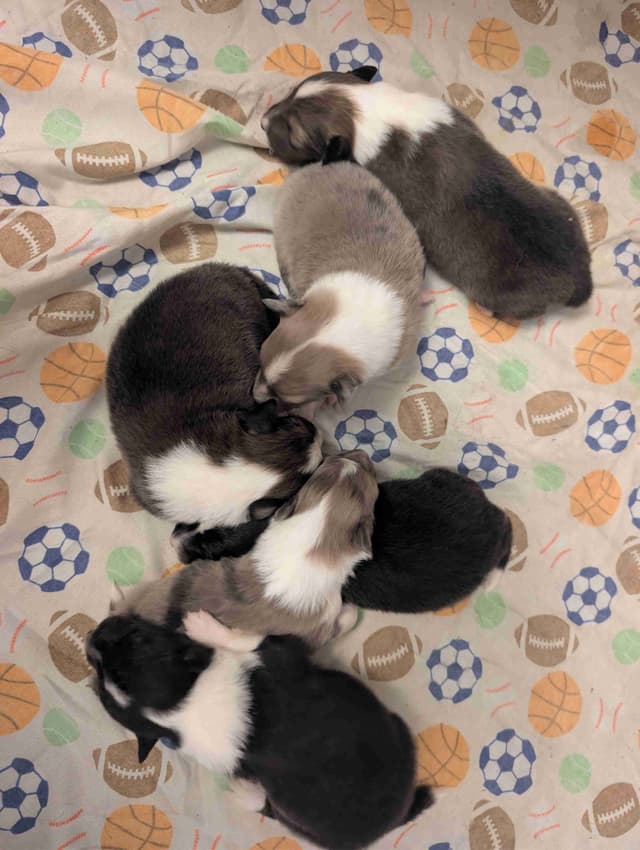 Shetland Sheepdog Puppies media 19