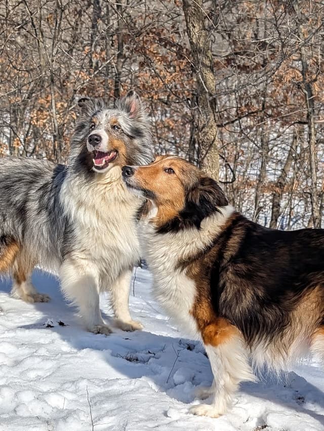 Shetland Sheepdog Puppies media 9