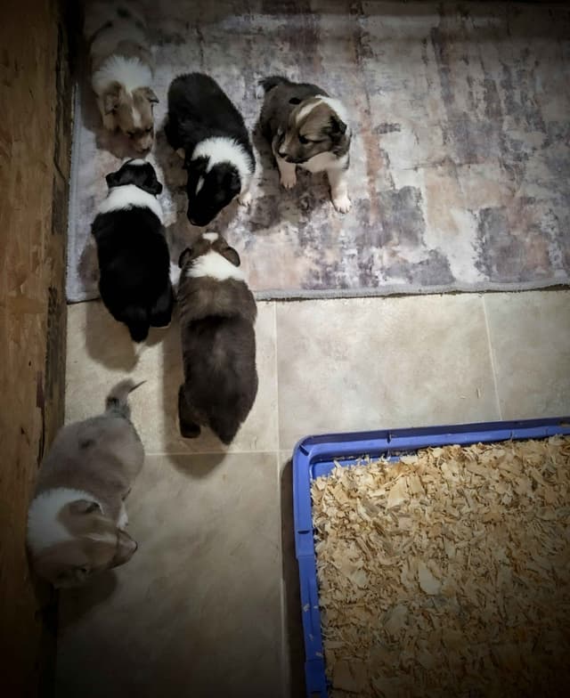 Shetland Sheepdog Puppies media 16
