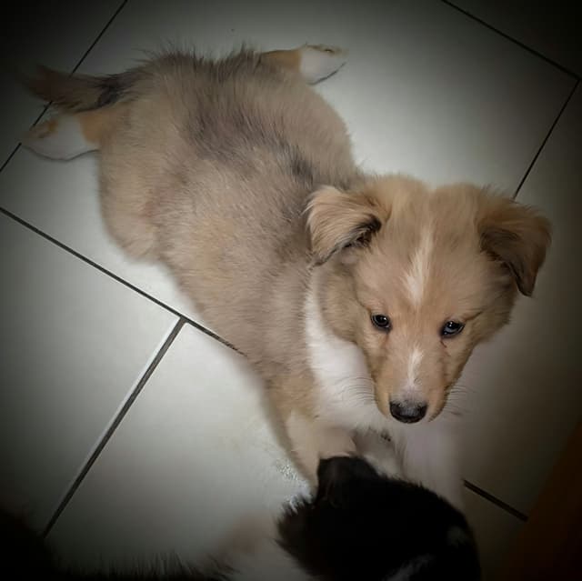 Shetland Sheepdog Puppies media 10
