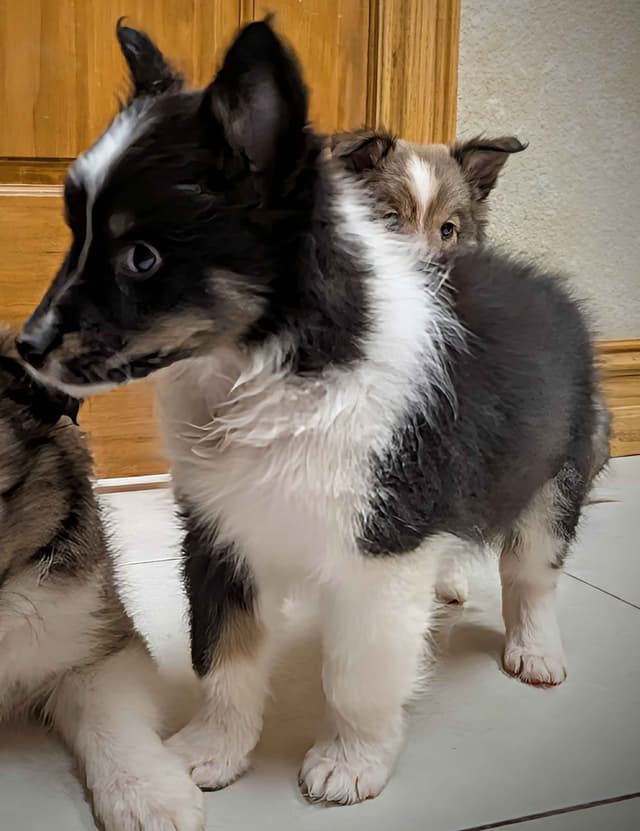 Shetland Sheepdog Puppies media 12