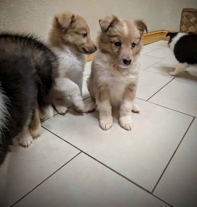 Shetland Sheepdog Puppies media 11