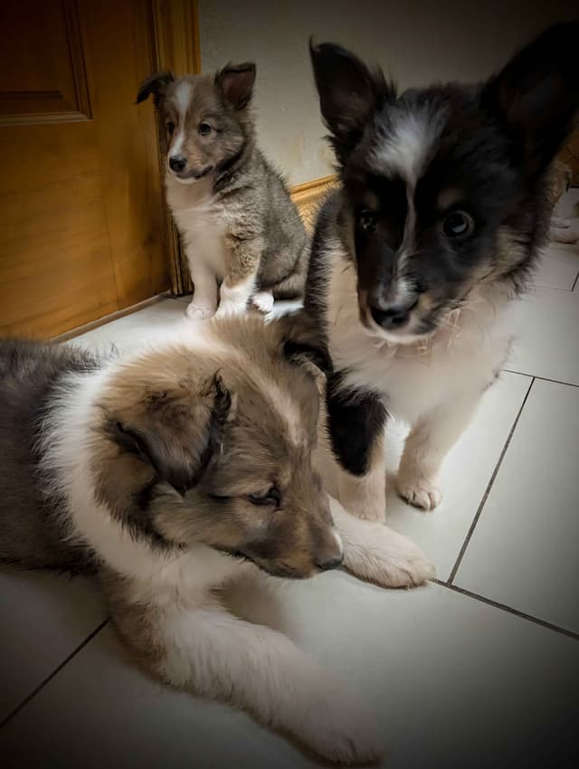 Shetland Sheepdog Puppies media 13