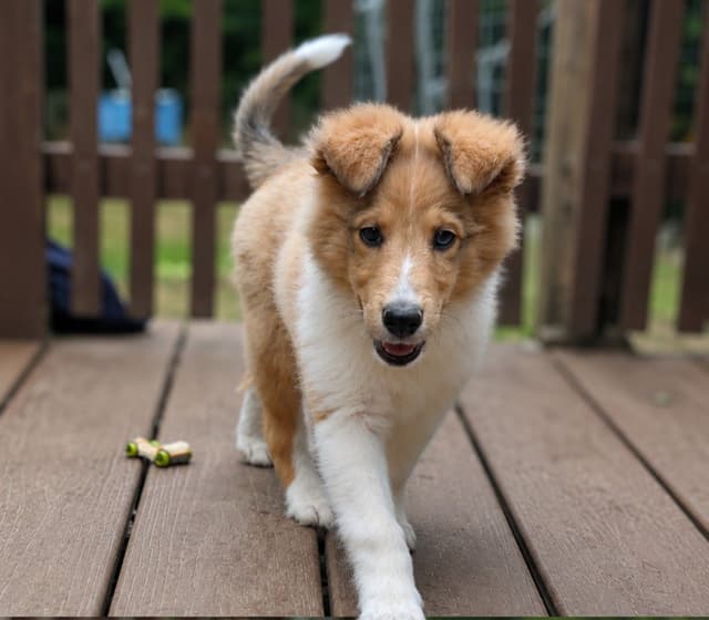 Shetland Sheepdog Puppies media 8